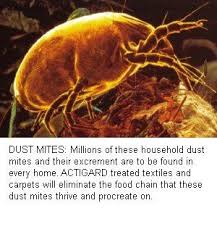 hay fever dust mite