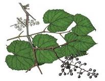 does-a-grape-vine-have-thorns