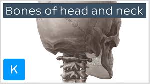 Check here to understand the function and part of it. Head And Neck Anatomy Structures Arteries And Nerves Kenhub