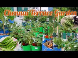 Chennai Terrace Garden Tour Rooftop