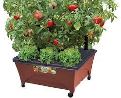 best containers for growing vegetables