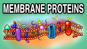 membrane proteins types and functions