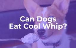 can-dogs-have-cool-whip