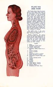 Sexology Circa 1942 Vintage Anatomical Charts Of The Male