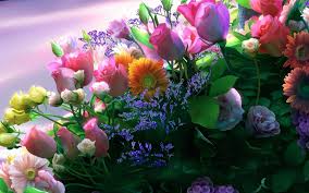 beautiful flowers hd desktop background