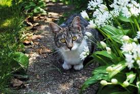In fact, lilies are poisonous to cats and felines cannot be around day, tiger, easter, japanese show, or asiatic lilies. Beautiful And Deadly 10 Flowering Plants That Are Poisonous To Cats Goto4gardening