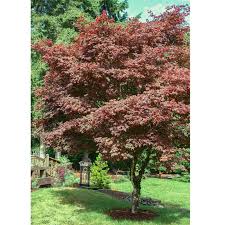 Red Japanese Maple Tree Shade