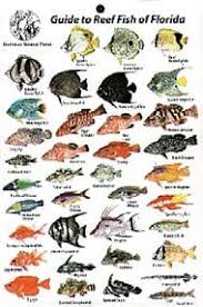 Product Image For Reef Fish Identification Cards Florida