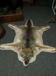 coyote rug 2 weasyl