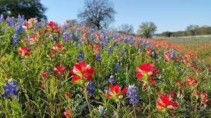 wildflowers in the texas hill country