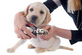 human nail clippers to trim puppy nails