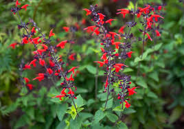 How To Grow And Care For Texas Sage
