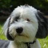 can-sheepadoodle-be-aggressive