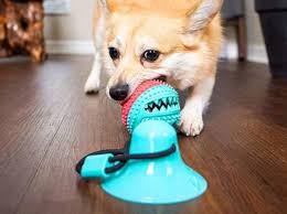 5 fun suction cup dog toys to keep