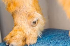 dog dewclaws what are they should