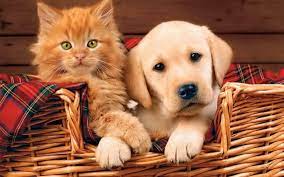 kitten and puppy wallpapers top free