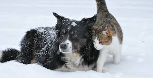 Résultat de recherche d'images pour "photos chat dans la neige"