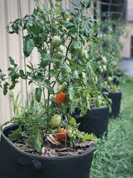 growing tomatoes in grow bags a