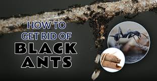 How To Get Rid Of Black Ants The