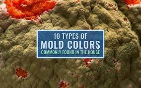 10 Types Of Mold Colors Commonly Found