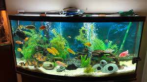 raise ph levels in your aquarium