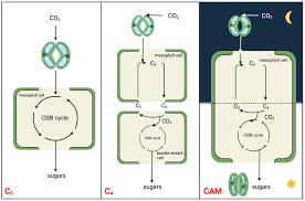 c3 to cam photosynthesis transition