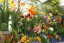 Bulbs Colorful Showy Garden Additions