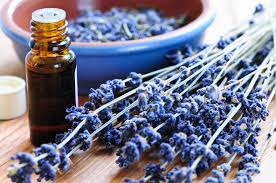 Image result for beautiful photos of essential oils and herbs