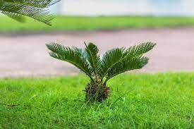 The Palm Tree That Is Deadly To Your Dog