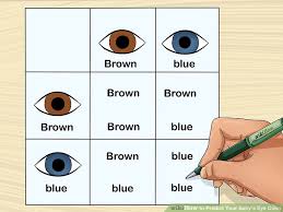 How To Predict Your Babys Eye Color 12 Steps With Pictures