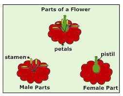 Male & female reproductive parts of a flower. Flower Parts For Reproduction Homeschool Science For Kids