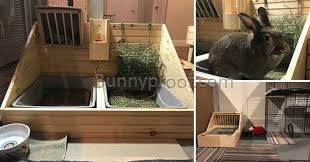 What Should I Put In My Bunny Enclosure