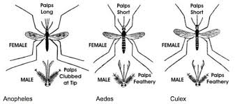 Mosquito Abatement First Response Lawn Care