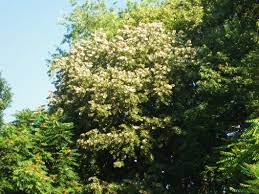 And chocolate lovers, you are in luck. The Fragrant Linden Tree Tilia Kevin Lee Jacobs