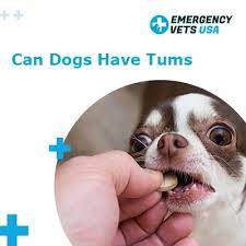 can dogs have tums are tums a safe
