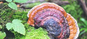 Chaga Mushroom Health Benefits Uses And Side Effects Dr Axe