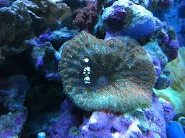 cell phone reef photography with apps