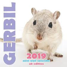 Gerbil 2019 Mini Wall Calendar Uk Edition Amazon Co Uk