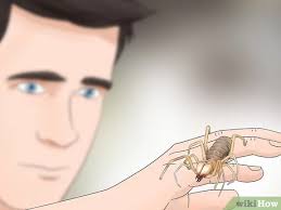 The camel spider that wins will eat the other camel spider, so it's important to keep multiple spiders. 4 Ways To Care For A Camel Spider Wikihow
