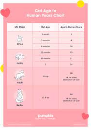 Then add about 4 years for every year your cat ages. Cat Age Chart Cat Years To Human Years Pumpkin Pet Care