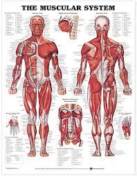 Anterior full body muscle diagram. Amazon Com The Muscular System Anatomical Chart Laminated Home Kitchen