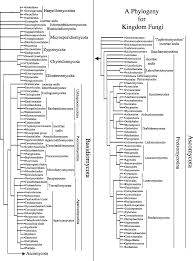 Phylogenetic Tree Diagram Of Members Of Kingdom Fungi This