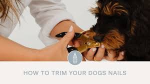how to trim your dogs nails you