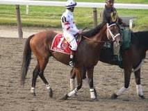 what-happened-to-race-horse-big-brown