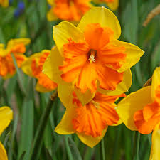 Buy Erfly Daffodil In Mi English