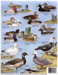 Duck Identification Chart Duck Identification Chart 2