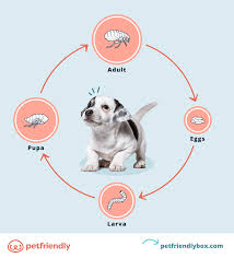 tick treatment for puppies kittens
