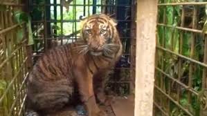 Direktur tstj, bimo wahyu widodo, mengatakan sedang berkoordinasi. Bukan Macan Dahan Ternyata Harimau Sumatera Yang Terkam Ternak Warga Lubuk Alung Bagian 1