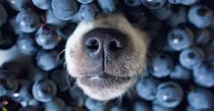 Can dogs have freeze-dried blueberries?