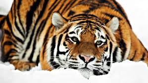 tiger 4k wallpapers latest tiger 4k